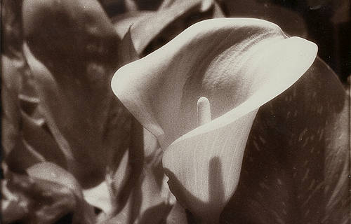 Calla Lily, Lincoln Park Conservatory (infrared film)