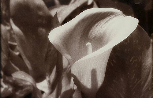 Calla Lilly