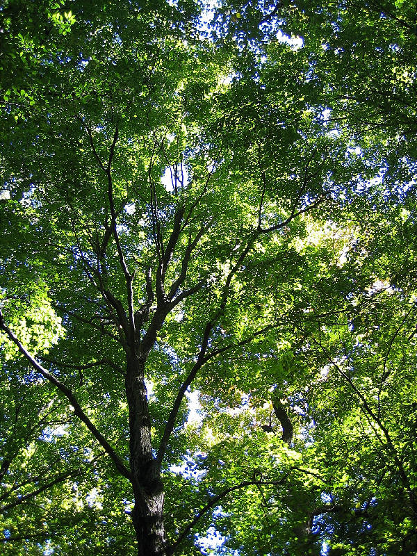 Foliage