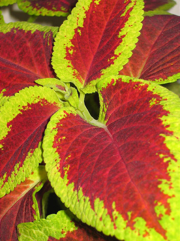 Potted coleus in my office c. 2004