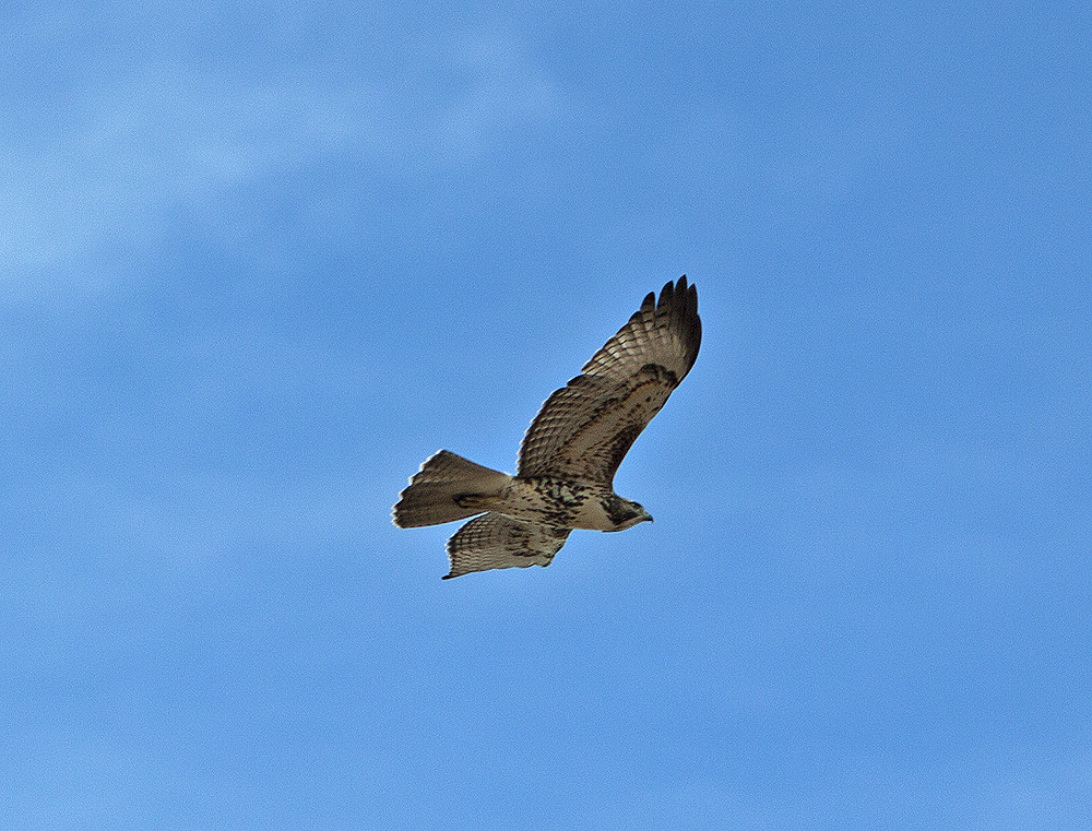 Hard to identify, but looks like light phase of red-tailed hawk
