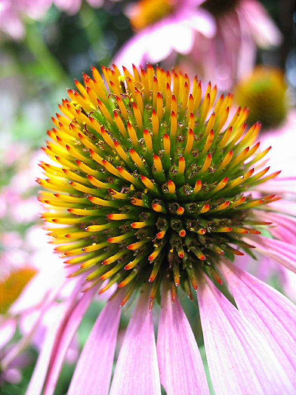 Head of Purple Coneflower