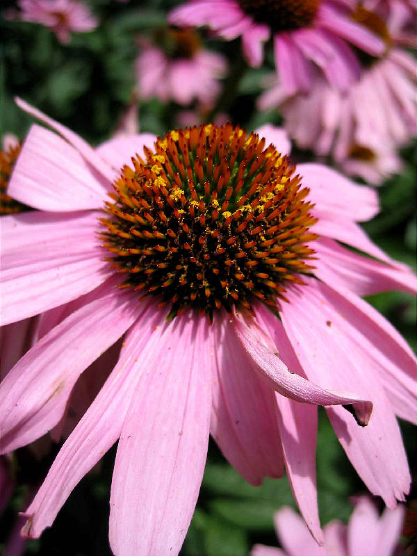 Ring of pollen, late July