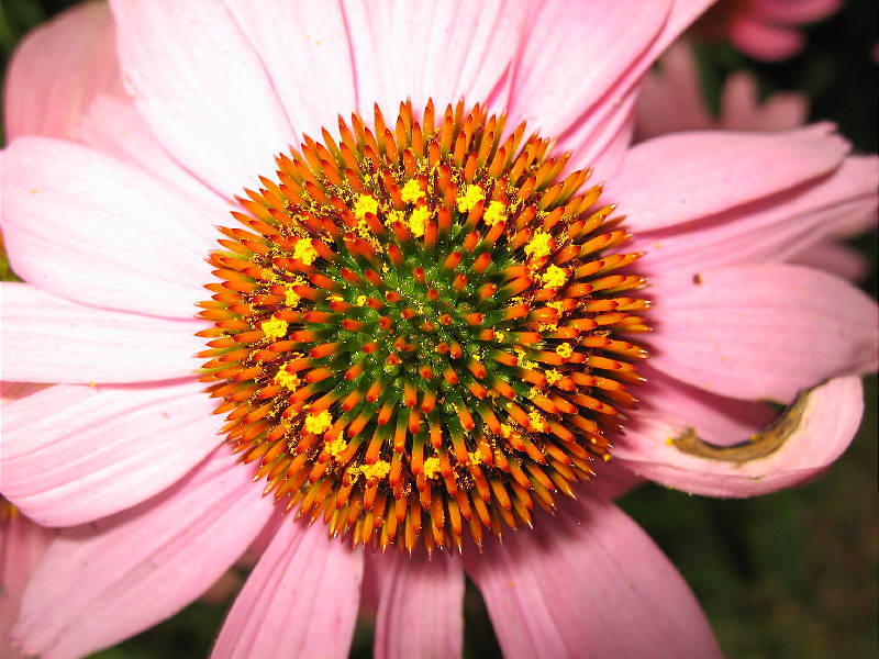 Ring of pollen on purple coneflower