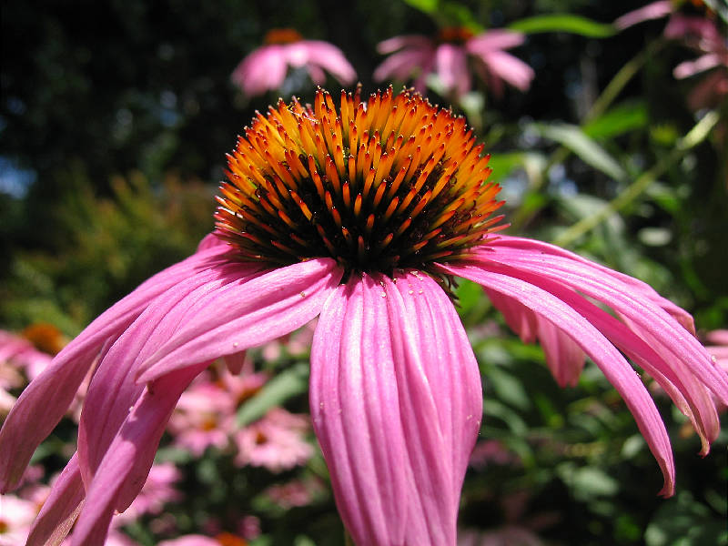 Profile of <i>Echinacea purpurea</i>