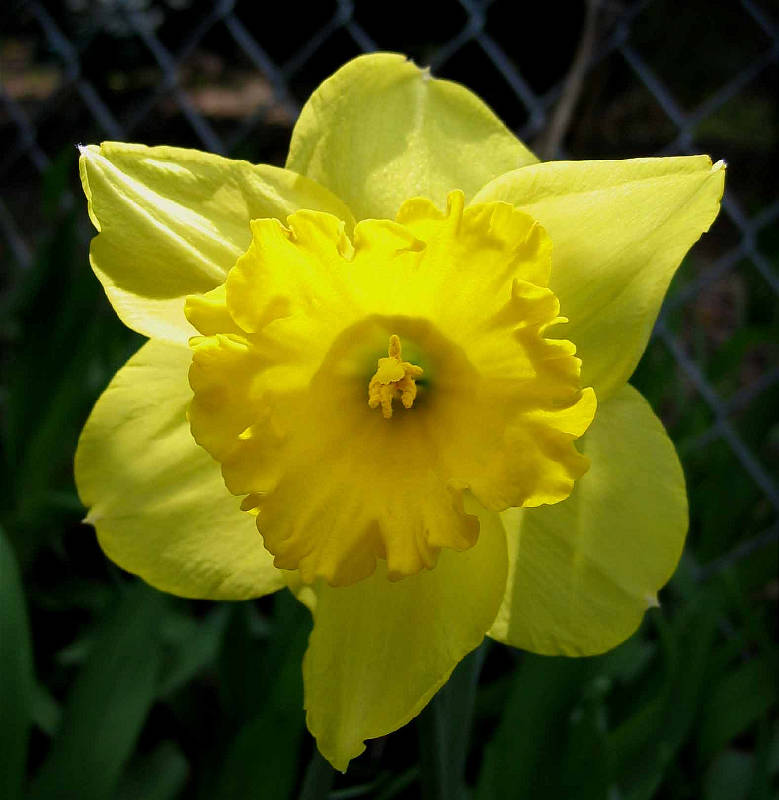 Another daffodil