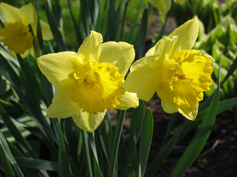 Daffodils