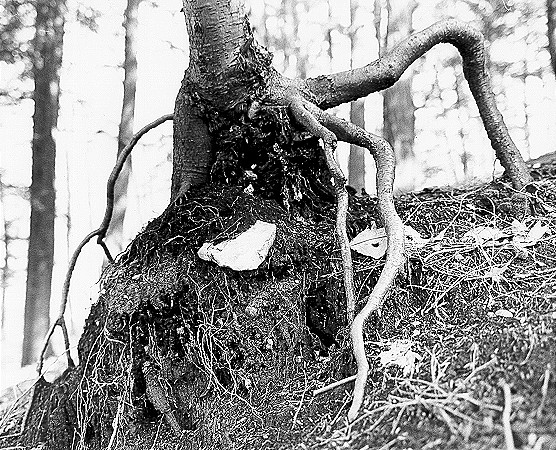 Tree struggling for footing