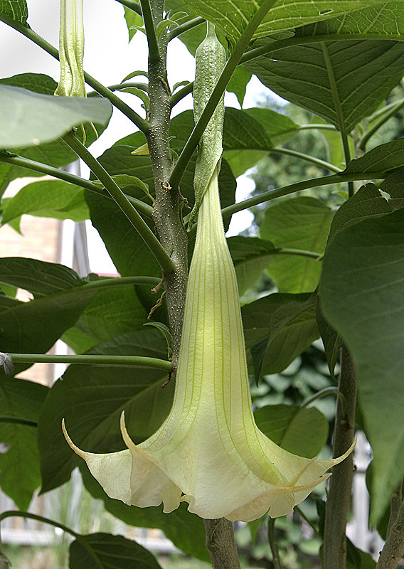 A Plant We Call Dave