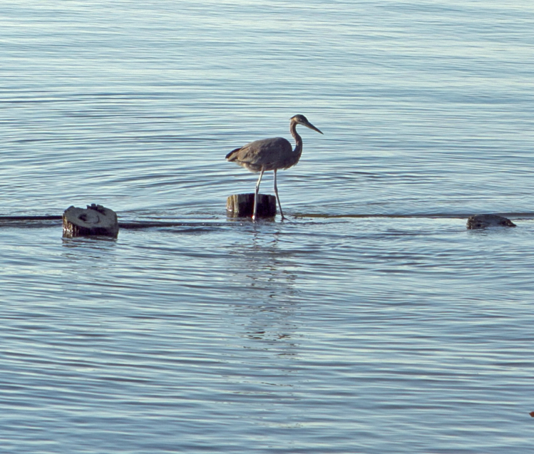 Crane fishing