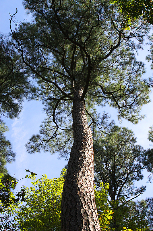 Blackwater National Wildlife Refuge