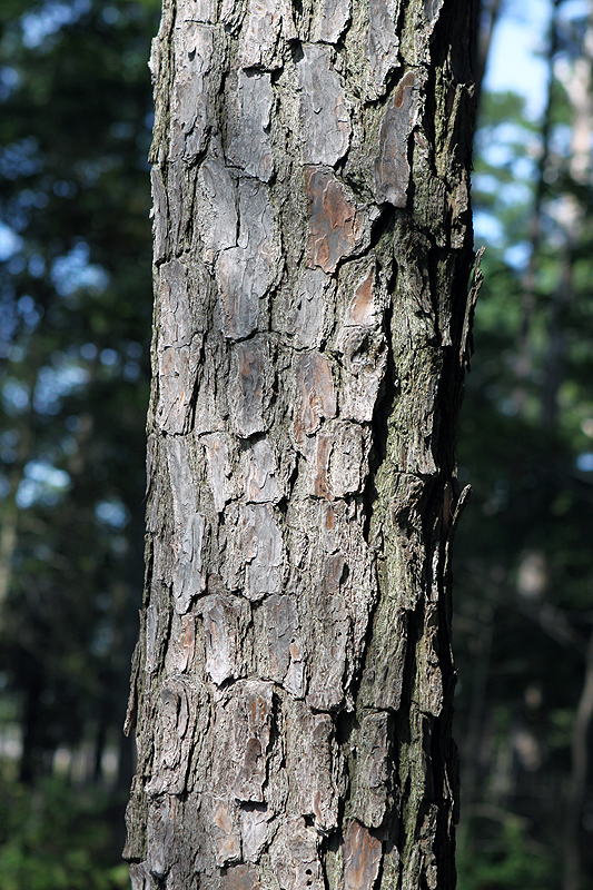 Loblolly pine bark