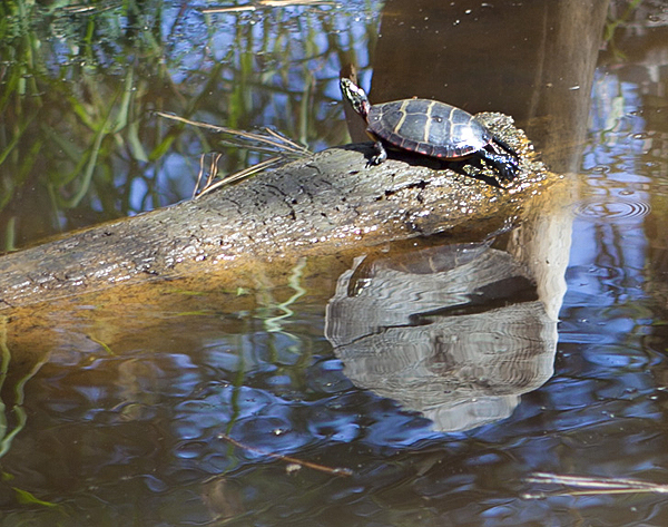 Blackwater National Wildlife Refuge, MD