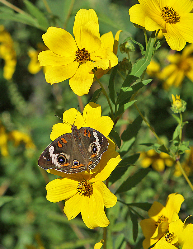 Butterfly/flower roadside