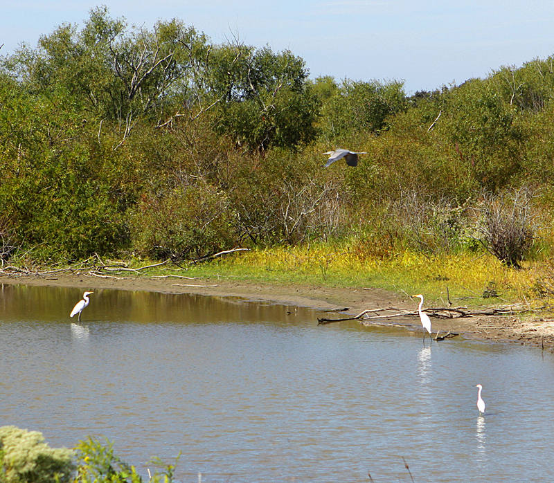 Blackwater National Wildlife Refuge, MD