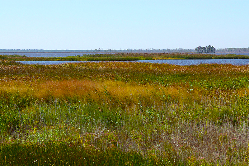 What I expected (and didn't get much of) - Blackwater National Wildlife Refuge