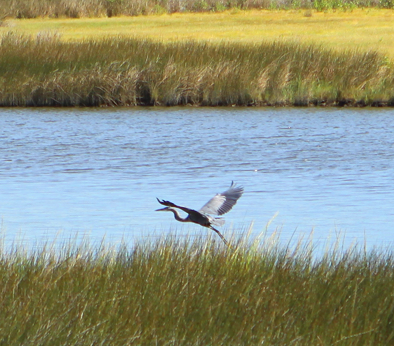 Great Blue Heron