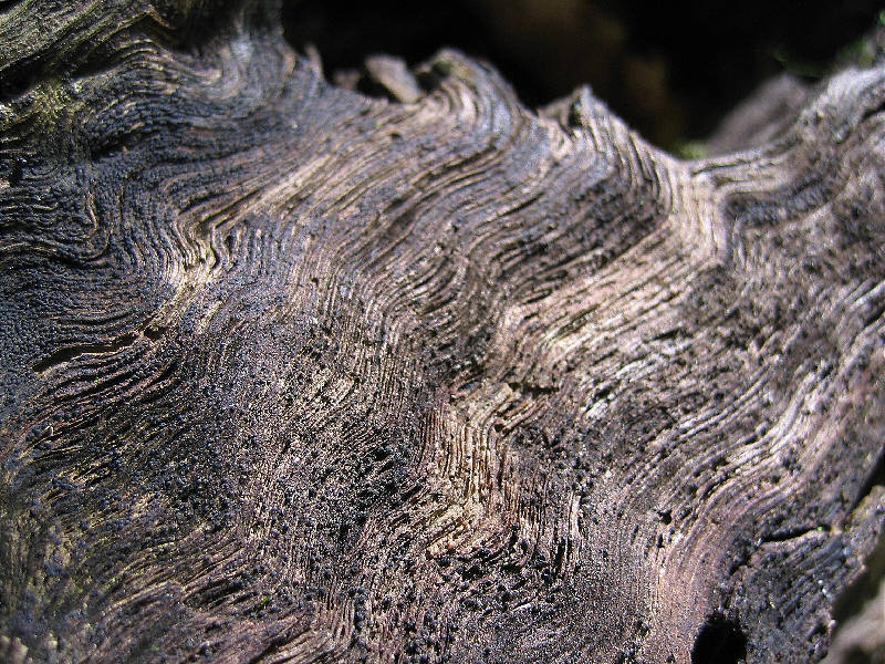 Close-up of fallen trunk