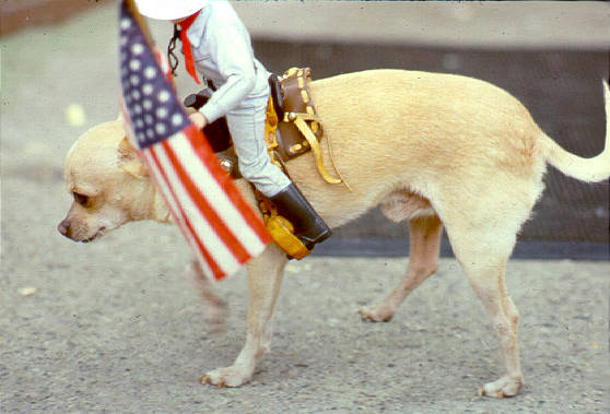 Dog, 4th of July parade