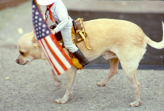 Patriotic Pooch