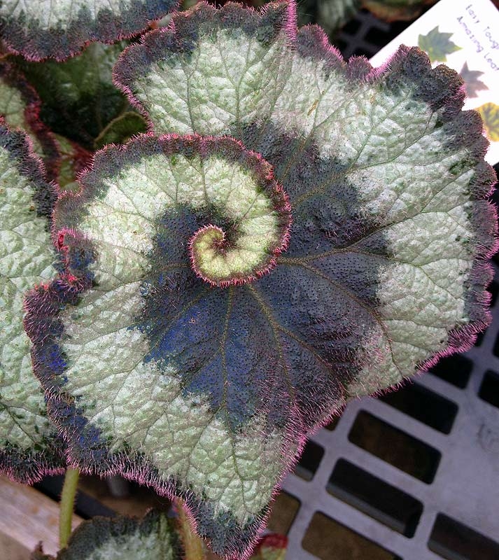 Begonia - Escargot