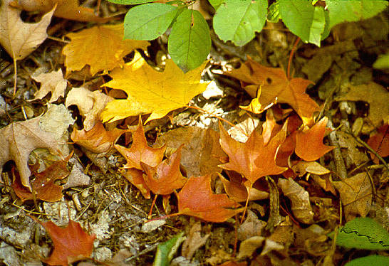 Leaves, forest floor. Watkins Glen, NY