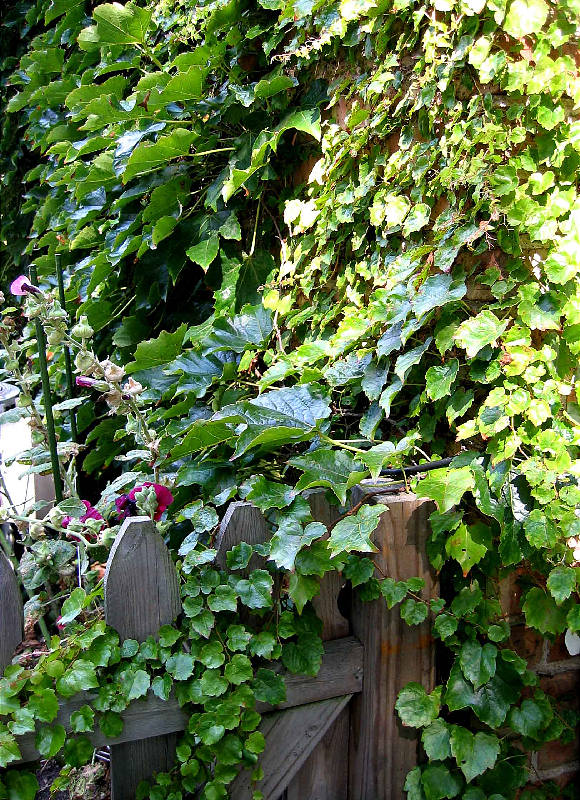 South side of the house, ivy and hollyhocks