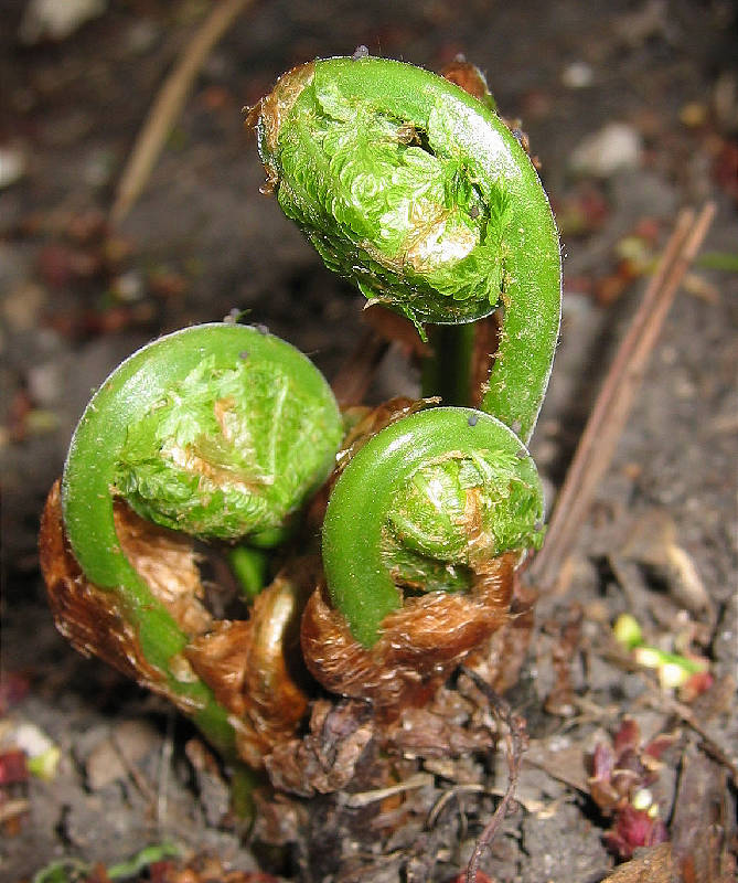 Ferns just a day or so from unfurling