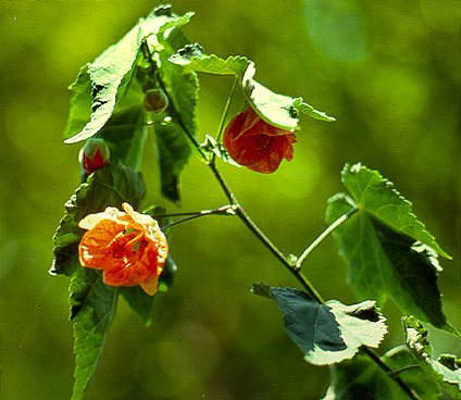 Flower, Tivoli Gardens, Italy - outside of Rome