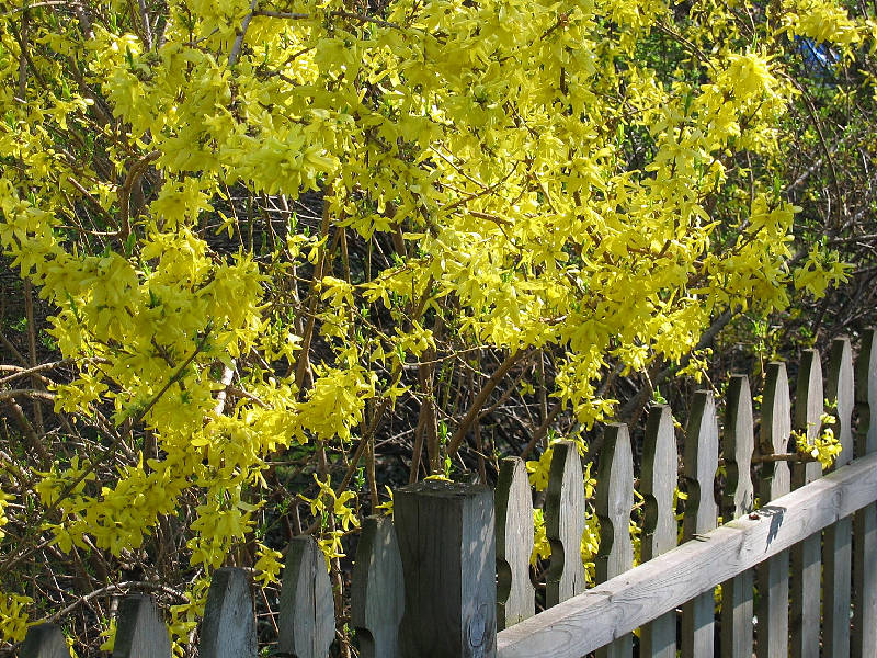 Forsythia bush