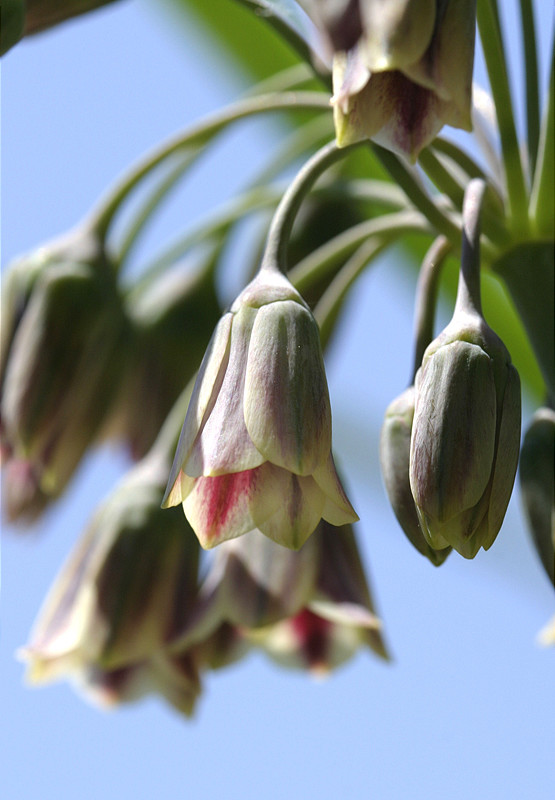 Odd, pod-like flowers.