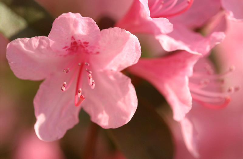 Rhododenrons, front yard