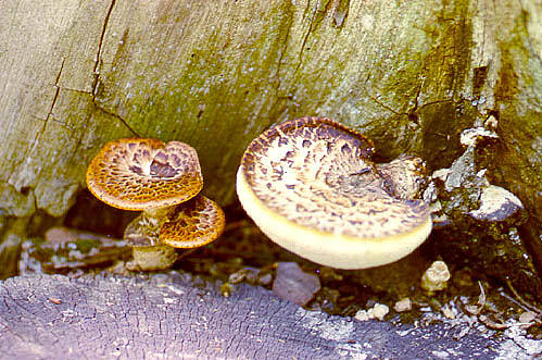 Fungi on cut tree stump