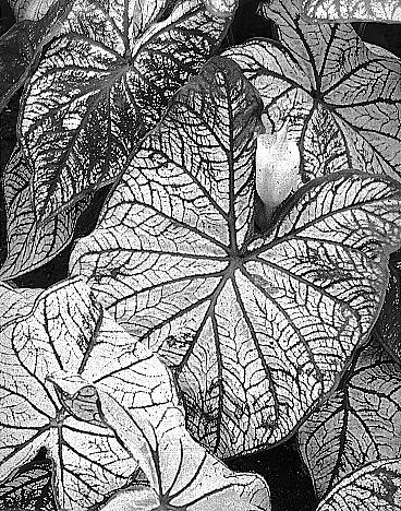 Caladium