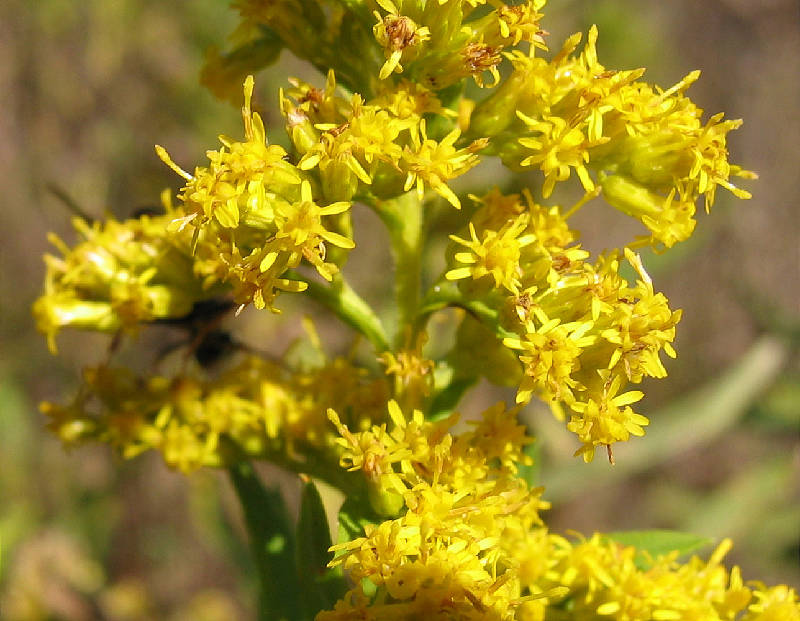 Goldenrod