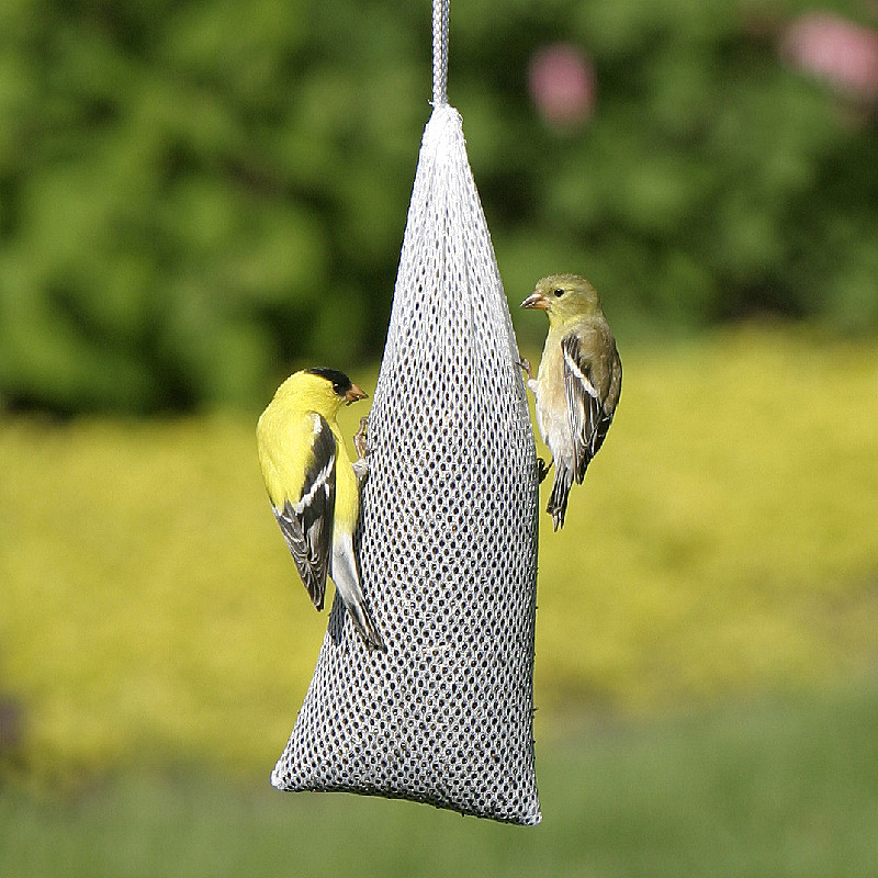 Goldfinches feeding