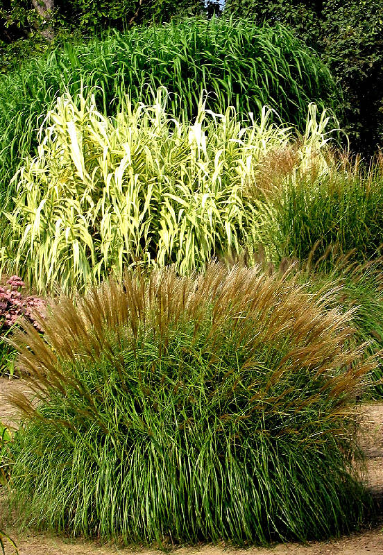 Amber Waves Nursery, Michigan