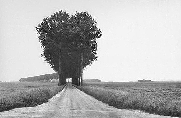 Trees, France