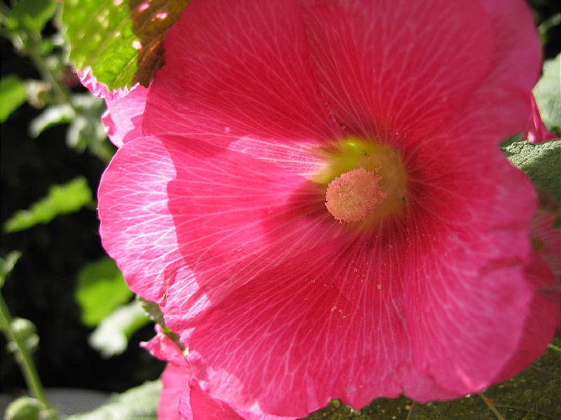 Hollyhock blossom