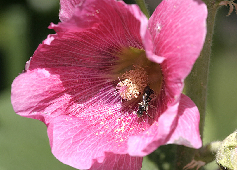 Bee just covered in pollen...