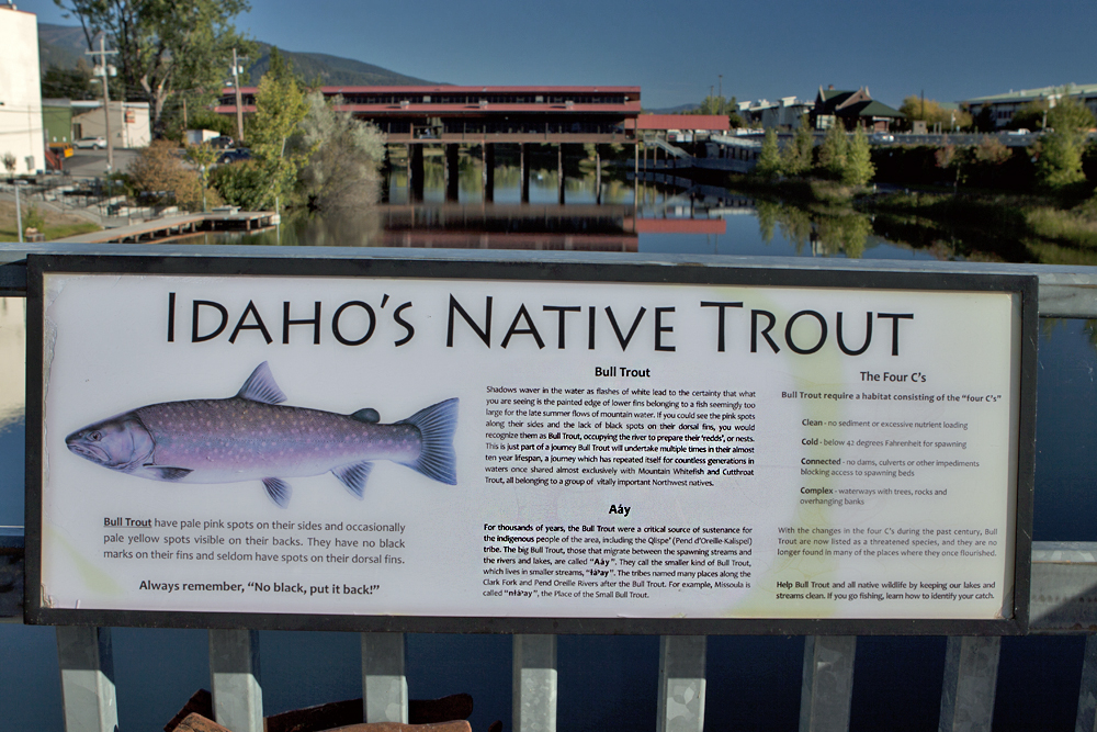 Sandpoint Creek; trout rules...