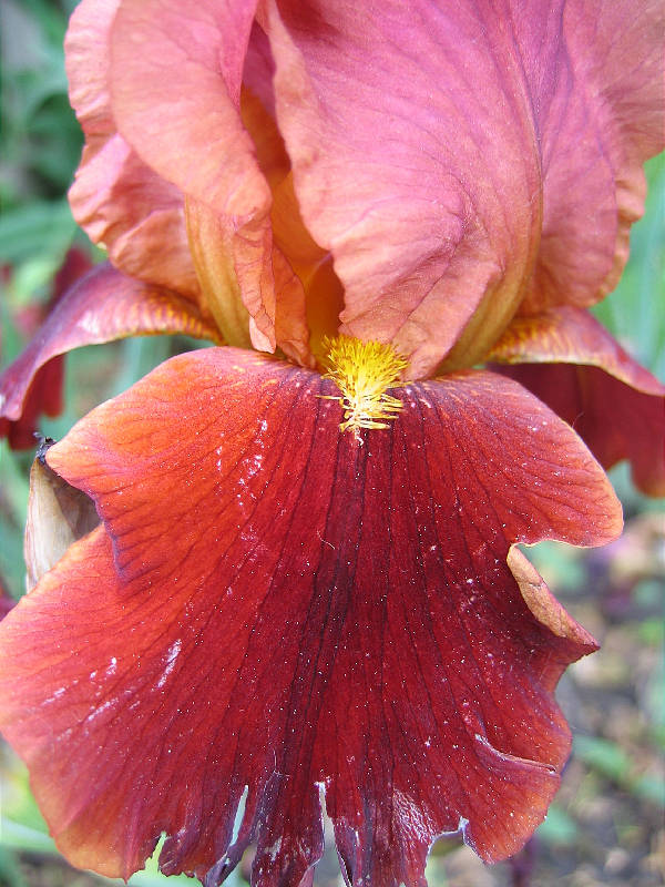 Maroon-colored iris blossom