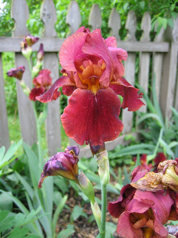 Irises after a nasty storm. Most held up well.