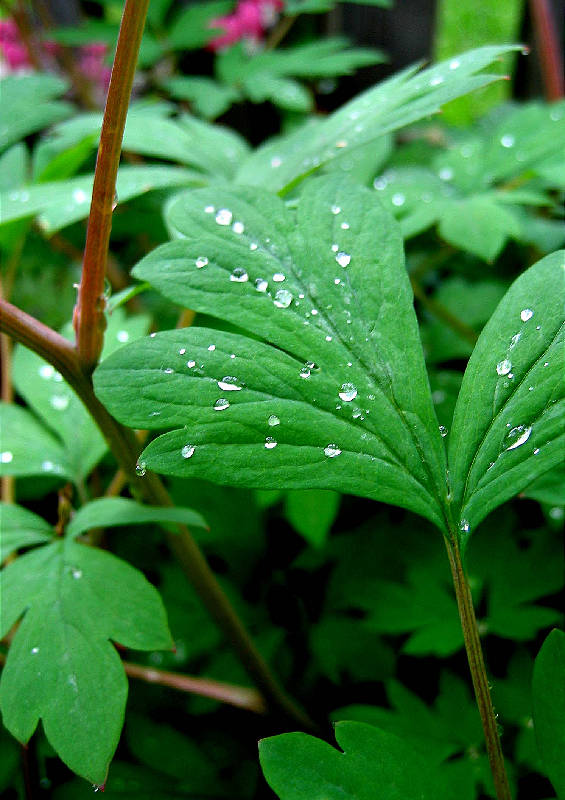 Water on bleeding heart leaves