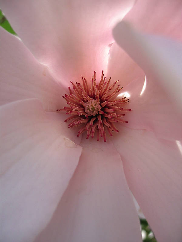 White bracts on magnolia tree