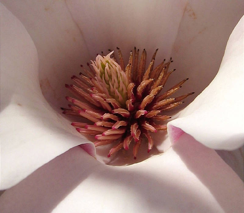 Pistils and stamens of magnolia tree blossom