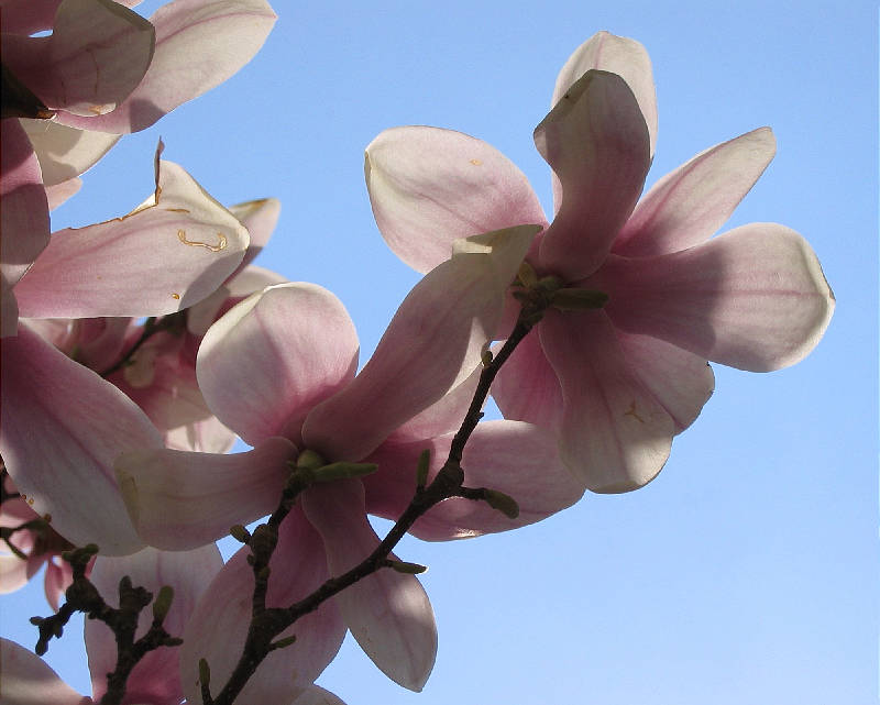 Magnolia tree in blossom (bracts)