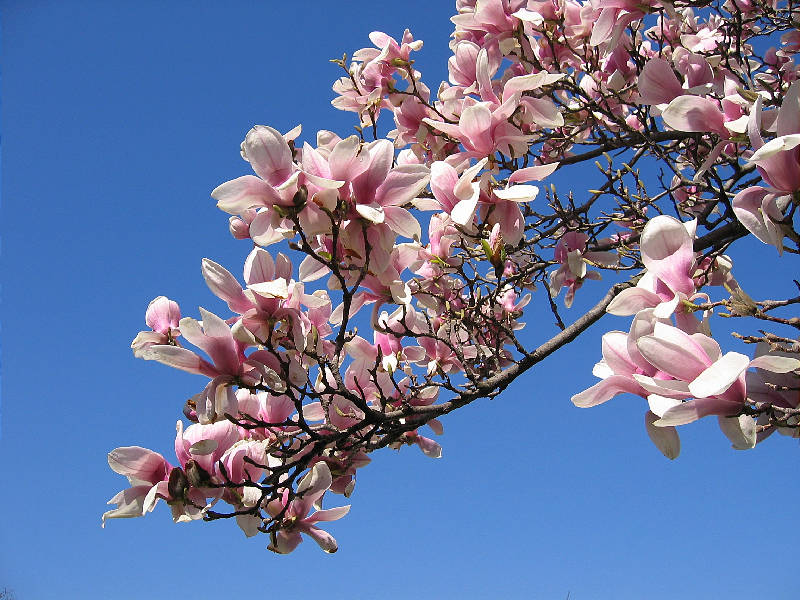 Branch of magnolia tree, spring 2004