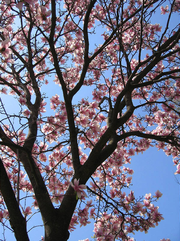 Magnolia Tree