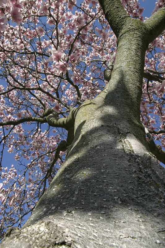 Full bloom, April 2005